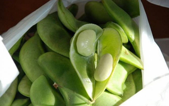habas guisadas