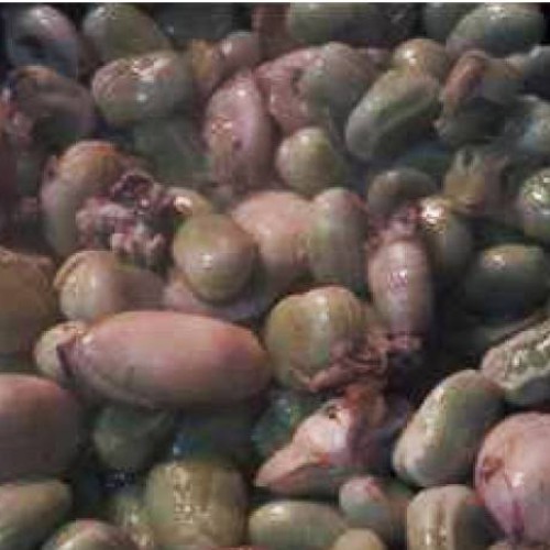 habitas con puntilla